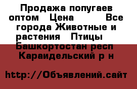 Продажа попугаев оптом › Цена ­ 500 - Все города Животные и растения » Птицы   . Башкортостан респ.,Караидельский р-н